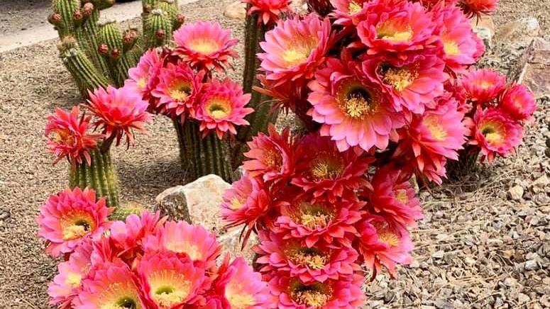 These photos of cactus blooms will make you fall in love with Tucson